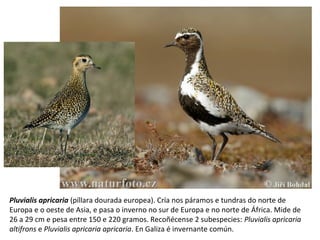 Pluvialis apricaria (píllara dourada europea). Cría nos páramos e tundras do norte de
Europa e o oeste de Asia, e pasa o inverno no sur de Europa e no norte de África. Mide de
26 a 29 cm e pesa entre 150 e 220 gramos. Recoñécense 2 subespecies: Pluvialis apricaria
altifrons e Pluvialis apricaria apricaria. En Galiza é invernante común.
 