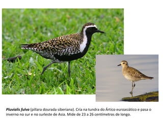 Pluvialis fulva (pillara dourada siberiana). Cría na tundra do Ártico euroasiático e pasa o
inverno no sur e no surleste de Asia. Mide de 23 a 26 centímetros de longo.
 