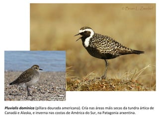Pluvialis dominica (píllara dourada americana). Cría nas áreas máis secas da tundra ártica de
Canadá e Alaska, e inverna nas costas de América do Sur, na Patagonia arxentina.
 