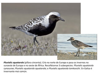 Pluvialis squatarola (píllara cincenta). Cría no norte de Europa e pasa os invernos no
suroeste de Europa e no oeste de África. Recoñécense 3 subespecies: Pluvialis squatarola
cynosurae; Pluvialis squatarola squatarola; e Pluvialis squatarola tomkovichi. En Galiza é
invernante moi común.
 