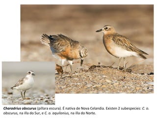 Charadrius obscurus (píllara escura). É nativa de Nova Celandia. Existen 2 subespecies: C. o.
obscurus, na illa do Sur, e C. o. aquilonius, na illa do Norte.
 