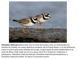 Charadrius hiaticula (píllara real). Cría no norte de Europa e Asia, en Groenlandia, no
norleste de Canadá, nas costas atlánticas europeas, ata os Países Baixos, e as illas Británicas;
e pasa o inverno pola costa atlántica de Europa, en gran parte da costa mediterránea e no
norte de África. Pode medir ata 19 cm e pesar entre 55 e 75 gramos. Coñécense 3
subespecies: Charadrius hiaticula hiaticula, Charadrius hiaticula psammodromus, e
Charadrius hiaticula tundrae. En Galiza é invernante común.
 