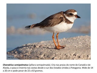 Charadrius semipalmatus (píllara semipalmada). Cría nas praias do norte de Canadá e de
Alaska, e pasa o inverno nas costas desde o sur dos Estados Unidos á Patagonia. Mide de 14
a 20 cm e pode pesar de 22 a 63 gramos.
 