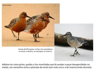 Adoitan ter cores grises, pardas e /ou manchadas que lle axudan a pasar desapercibidas no
medio, con variacións entre a plumaxe do verán (con máis cor) e a do inverno (máis discreta)
Imaxes de Pilro groso: arriba, tres exemplares
no verán, á dereita, un exemplar no inverno.
 