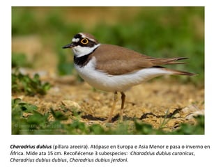 Charadrius dubius (píllara areeira). Atópase en Europa e Asia Menor e pasa o inverno en
África. Mide ata 15 cm. Recoñécense 3 subespecies: Charadrius dubius curonicus,
Charadrius dubius dubius, Charadrius dubius jerdoni.
 