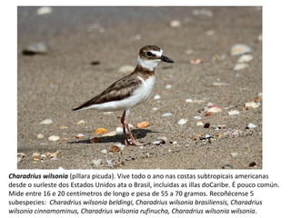 Charadrius wilsonia (píllara picuda). Vive todo o ano nas costas subtropicais americanas
desde o surleste dos Estados Unidos ata o Brasil, incluidas as illas doCaribe. É pouco común.
Mide entre 16 e 20 centímetros de longo e pesa de 55 a 70 gramos. Recoñécense 5
subespecies: Charadrius wilsonia beldingi, Charadrius wilsonia brasiliensis, Charadrius
wilsonia cinnamominus, Charadrius wilsonia rufinucha, Charadrius wilsonia wilsonia.
 