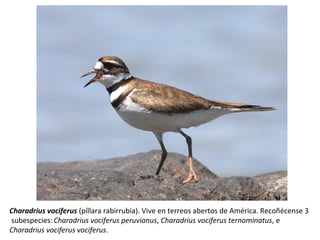 Charadrius vociferus (píllara rabirrubia). Vive en terreos abertos de América. Recoñécense 3
subespecies:Charadrius vociferus peruvianus, Charadrius vociferus ternominatus, e
Charadrius vociferus vociferus.
 