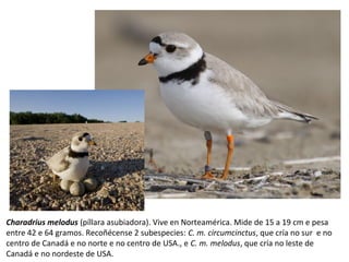 Charadrius melodus (píllara asubiadora). Vive en Norteamérica. Mide de 15 a 19 cm e pesa
entre 42 e 64 gramos. Recoñécense 2 subespecies: C. m. circumcinctus, que cría no sur e no
centro de Canadá e no norte e no centro de USA., e C. m. melodus, que cría no leste de
Canadá e no nordeste de USA.
 
