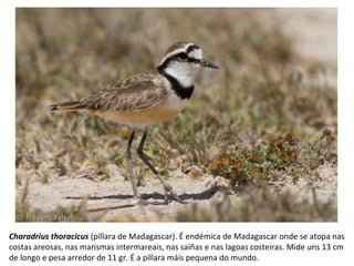 Charadrius thoracicus (píllara de Madagascar). É endémica de Madagascar onde se atopa nas
costas areosas, nas marismas intermareais, nas saíñas e nas lagoas costeiras. Mide uns 13 cm
de longo e pesa arredor de 11 gr. É a píllara máis pequena do mundo.
 