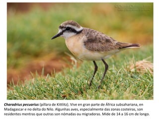 Charadrius pecuarius (píllara de Kittlitz). Vive en gran parte de África subsahariana, en
Madagascar e no delta do Nilo. Algunhas aves, especialmente das zonas costeiras, son
residentes mentras que outras son nómadas ou migradoras. Mide de 14 a 16 cm de longo.
 