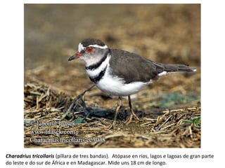Charadrius tricollaris (píllara de tres bandas). Atópase en ríos, lagos e lagoas de gran parte
do leste e do sur de África e en Madagascar. Mide uns 18 cm de longo.
 