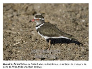 Charadrius forbesi (píllara de Forbes). Vive en ríos interiores e pantanos de gran parte do
oeste de África. Mide uns 20 cm de longo.
 