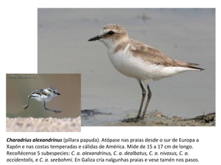 Charadrius alexandrinus (píllara papuda). Atópase nas praias desde o sur de Europa a
Xapón e nas costas temperadas e cálidas de América. Mide de 15 a 17 cm de longo.
Recoñécense 5 subespecies: C. a. alexandrinus, C. a. dealbatus, C. a. nivosus, C. a.
occidentalis, e C. a. seebohmi. En Galiza cría nalgunhas praias e vese tamén nos pasos.
 