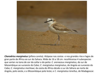 Charadrius marginatus (píllara careta). Atópase nas costas e nos grandes ríos e lagos de
gran parte de África ao sur do Sahara. Mide de 16 a 18 cm. recoñécense 4 subespecies
que varían no tono de cor do collar e do peito: C. arenaceus marginatus, do sur de
Mozambique ao suroeste do Cabo; C. marginatus marginatus, de Angola ao suroeste do
Cabo; C. marginatus mechowi, da costa de África desde o sur do Sáhara ao norte de
Angola, polo oeste, e a Mozambique polo leste; e C. marginatus tenellus, de Madagascar.
 