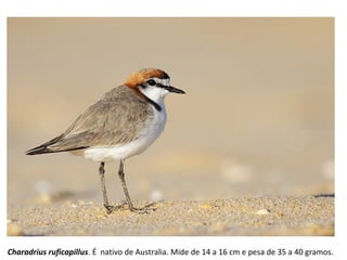 Charadrius ruficapillus. É nativo de Australia. Mide de 14 a 16 cm e pesa de 35 a 40 gramos.
 