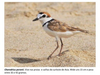 Charadrius peronii. Vive nas praias e saíñas do surleste de Asia. Mide uns 15 cm e pesa
entre 35 e 42 gramos.
 
