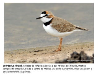 Charadrius collaris. Atópase ao longo das costas e das ribeiras dos ríos de América
temperada e tropical, desde o centro de México ata Chile e Arxentina. mide uns 18 cm e
pesa arredor de 35 gramos.
 