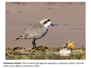 Charadrius alticola. Vive nas beiras do lagos de auga doce e pantanos salinos da Puna
entre o Perú, Bolivia, Arxentina e Chile.
 