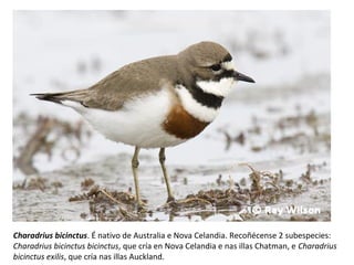 Charadrius bicinctus. É nativo de Australia e Nova Celandia. Recoñécense 2 subespecies:
Charadrius bicinctus bicinctus, que cría en Nova Celandia e nas illas Chatman, e Charadrius
bicinctus exilis, que cría nas illas Auckland.
 