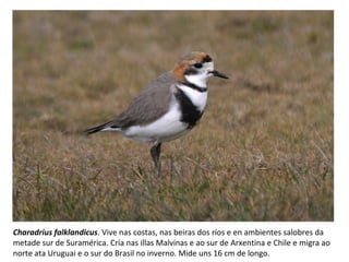 Charadrius falklandicus. Vive nas costas, nas beiras dos ríos e en ambientes salobres da
metade sur de Suramérica. Cría nas illas Malvinas e ao sur de Arxentina e Chile e migra ao
norte ata Uruguai e o sur do Brasil no inverno. Mide uns 16 cm de longo.
 
