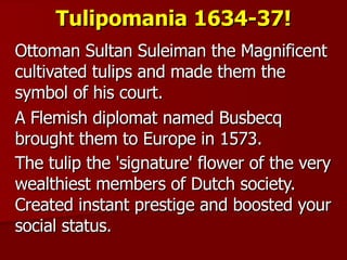 Tulipomania 1634-37! Ottoman Sultan Suleiman the Magnificent cultivated tulips and made them the symbol of his court. A Flemish diplomat named Busbecq brought them to Europe in 1573. The tulip the 'signature' flower of the very wealthiest members of Dutch society. Created instant prestige and boosted your social status.   