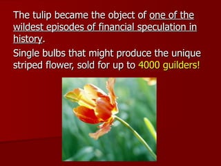 The tulip became the object of  one of the wildest episodes of financial speculation in history .  Single bulbs that might produce the unique striped flower, sold for up to  4000 guilders! 