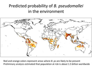 Predicted probability of B. pseudomallei
in the environment

Red and orange colors represent areas where B. ps are likely to be present
Preliminary analysis estimated that population at risk is about 1.5 billion worldwide

 