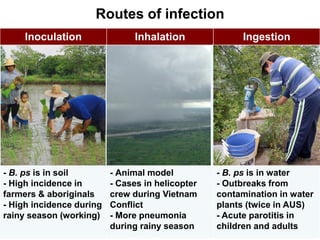 Routes of infection
Inoculation

- B. ps is in soil
- High incidence in
farmers & aboriginals
- High incidence during
rainy season (working)

Inhalation

- Animal model
- Cases in helicopter
crew during Vietnam
Conflict
- More pneumonia
during rainy season

Ingestion

- B. ps is in water
- Outbreaks from
contamination in water
plants (twice in AUS)
- Acute parotitis in
children and adults

 