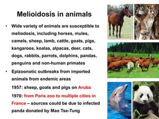 Melioidosis in animals
• Wide variety of animals are susceptible to

meliodosis, including horses, mules,
camels, sheep, lamb, cattle, goats, pigs,
kangaroos, koalas, alpacas, deer, cats,

dogs, rabbits, parrots, dolphins, pandas,
penguins and non-human primates
• Epizoonotic outbreaks from imported
animals from endemic areas
1957: sheep, goats and pigs on Aruba
1970: from Paris zoo to multiple cities in
France – sources could be due to infected
panda donated by Mao Tse-Tung

 