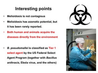 Interesting points
• Melioidosis is not contagious

• Melioidosis has zoonotic potential, but
it has been rarely reported.
• Both human and animals acquire the
diseases directly from the environment

• B. pseudomallei is classified as Tier 1
select agent by the US Federal Select
Agent Program (together with Bacillus
anthracis, Ebola virus, and the others)

 