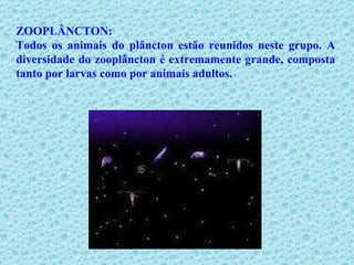 ZOOPLÂNCTON: Todos os animais do plâncton estão reunidos neste grupo. A diversidade do zooplâncton é extremamente grande, composta tanto por larvas como por animais adultos.  