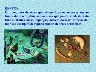 BENTON: É o conjunto de seres que vivem fixos ou se arrastam no fundo do mar. Enfim, são os seres que pouco se afastam do fundo. Muitas algas, esponjas, ouriços-do-mar, estrelas-do-mar são exemplos de representantes de seres bentônicos. 