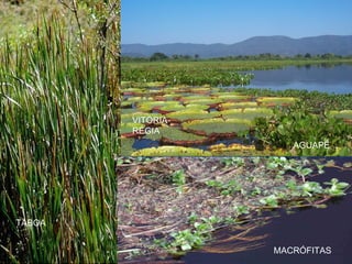TABOA
VITÓRIA-
RÉGIA
AGUAPÉ
MACRÓFITAS
 