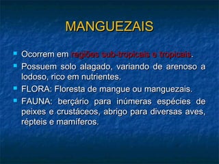 MANGUEZAIS
MANGUEZAIS
 Ocorrem em
Ocorrem em regiões sub-tropicais e tropicais
regiões sub-tropicais e tropicais.
.
 Possuem solo alagado, variando de arenoso a
Possuem solo alagado, variando de arenoso a
lodoso, rico em nutrientes.
lodoso, rico em nutrientes.
 FLORA: Floresta de mangue ou manguezais.
FLORA: Floresta de mangue ou manguezais.
 FAUNA: berçário para inúmeras espécies de
FAUNA: berçário para inúmeras espécies de
peixes e crustáceos, abrigo para diversas aves,
peixes e crustáceos, abrigo para diversas aves,
répteis e mamíferos.
répteis e mamíferos.
 