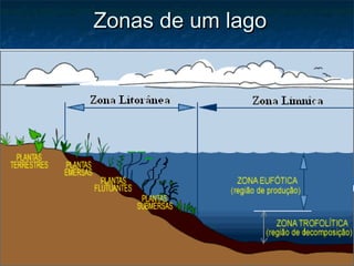 Zonas de um lago
Zonas de um lago
 
