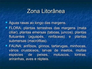 Zona Litorânea
Zona Litorânea
 Águas rasas ao longo das margens.
Águas rasas ao longo das margens.
 FLORA: plantas terrestres das margens (mata
FLORA: plantas terrestres das margens (mata
ciliar), plantas emersas (taboas, juncos), plantas
ciliar), plantas emersas (taboas, juncos), plantas
flutuantes (aguapés, ninfáceas) e plantas
flutuantes (aguapés, ninfáceas) e plantas
submersas (macrófitas).
submersas (macrófitas).
 FAUNA: anfíbios, girinos, tartarugas, minhocas,
FAUNA: anfíbios, girinos, tartarugas, minhocas,
vários crustáceos, larvas de insetos, muitas
vários crustáceos, larvas de insetos, muitas
espécies de peixes, moluscos, lontras,
espécies de peixes, moluscos, lontras,
ariranhas, aves e répteis.
ariranhas, aves e répteis.
 