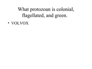 What protozoan is colonial,
    flagellated, and green.
• VOLVOX
 