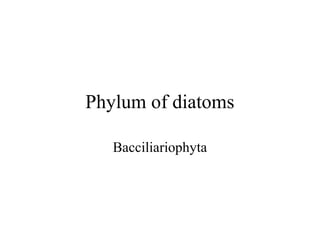Phylum of diatoms

   Bacciliariophyta
 