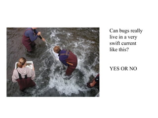 Can bugs really
live in a very
swift current
like this?


YES OR NO
 