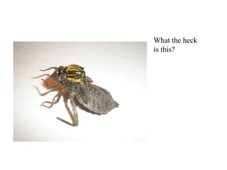 What the heck
is this?
 