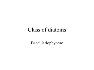 Class of diatoms

 Bacciliariophyceae
 