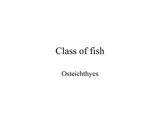 Class of fish

 Osteichthyes
 