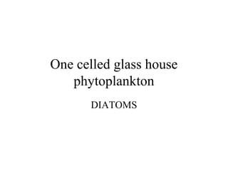 One celled glass house
   phytoplankton
       DIATOMS
 