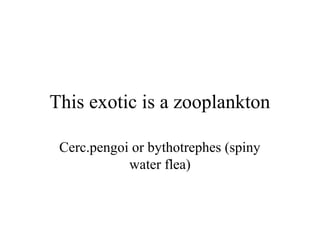 This exotic is a zooplankton

 Cerc.pengoi or bythotrephes (spiny
            water flea)
 