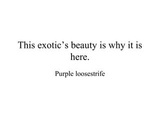 This exotic’s beauty is why it is
              here.
         Purple loosestrife
 