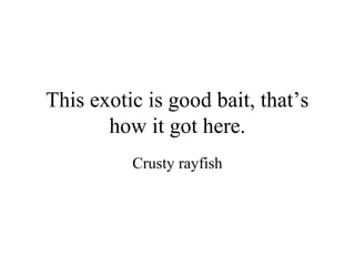 This exotic is good bait, that’s
       how it got here.
          Crusty rayfish
 