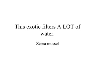This exotic filters A LOT of
           water.
         Zebra mussel
 