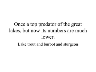 Once a top predator of the great
lakes, but now its numbers are much
               lower.
   Lake trout and burbot and sturgeon
 