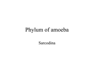 Phylum of amoeba

    Sarcodina
 