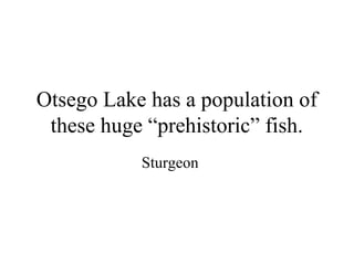 Otsego Lake has a population of
 these huge “prehistoric” fish.
           Sturgeon
 